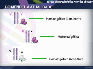 V V 
Homozigótico Dominante 
V v 
Heterozigótico 
Homozigótico Recessivo 
v v 
 
