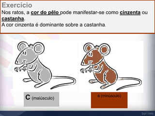 Exercício 
Nos ratos, a cor do pêlo pode manifestar-se como cinzenta ou 
castanha. 
A cor cinzenta é dominante sobre a castanha. 
C (maiúsculo) 
c (minúsculo) 
 