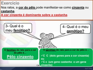 Exercício 
Nos ratos, a cor do pêlo pode manifestar-se como cinzenta ou 
castanha. 
A cor cinzenta é dominante sobre a castanha. 
Ciências Naturais 9º ano 
3- Qual é o 
meu fenótipo? 
O fenótipo do rato para a cor 
do pêlo é… 
Pêlo cinzento 
4- Qual é o meu 
genótipo? 
O genótipo do rato para a cor do pêlo é… 
C C (dois genes para a cor cinzenta) 
ou 
C c (um gene castanho e um gene 
cinzento) 
 