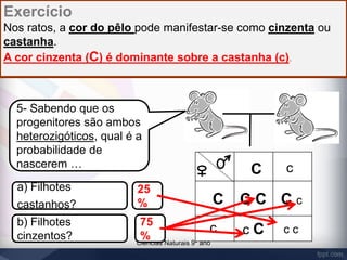 Exercício 
Nos ratos, a cor do pêlo pode manifestar-se como cinzenta ou 
castanha. 
A cor cinzenta (C) é dominante sobre a castanha (c). 
5- Sabendo que os 
progenitores são ambos 
heterozigóticos, qual é a 
probabilidade de 
nascerem … 
C 
a) Filhotes 
25 
castanhos? 
% 
b) Filhotes 
c C 
cinzentos? Ciências Naturais 9º ano 
C C C 
C c 
c 
c 
c c 
75 
% 
 