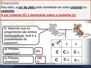 Exercício 
Nos ratos, a cor do pêlo pode manifestar-se como cinzenta ou 
castanha. 
A cor cinzenta (C) é dominante sobre a castanha (c). 
6- Sabendo que os 
progenitores são ambos 
homozigóticos, qual é a 
probabilidade de 
nascerem … 
0% 
Ciências Naturais 9º ano 
a) Filhotes 
castanhos? 
b) Filhotes 
cinzentos? 
c 
C C c 
C c 
C c 
C 
c 
C c 
100 
% 
 
