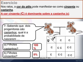 Exercício 
Nos ratos, a cor do pêlo pode manifestar-se como cinzenta ou 
castanha. 
A cor cinzenta (C) é dominante sobre a castanha (c). 
Ciências Naturais 9º ano 
7- Sabendo que dois 
progenitores são 
castanhos, qual é a 
probabilidade de 
nascerem … 
a) Filhotes 
castanhos? 
b) Filhotes 
cinzentos? 
c 
c c c 
c c 
c c 
c 
c 
c c 
100 
% 
0% 
 