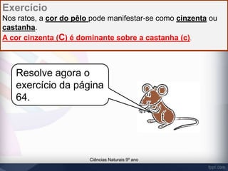 Exercício 
Nos ratos, a cor do pêlo pode manifestar-se como cinzenta ou 
castanha. 
A cor cinzenta (C) é dominante sobre a castanha (c). 
Resolve agora o 
exercício da página 
64. 
Ciências Naturais 9º ano 
 