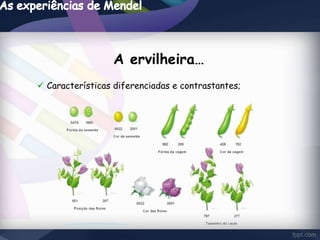 A ervilheira… 
 Características diferenciadas e contrastantes; 
 