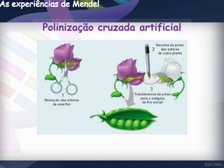 Polinização cruzada artificial 
 