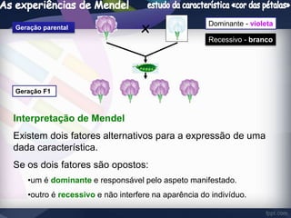 Geração parental x 
Geração F1 
Dominante - violeta 
Recessivo - branco 
Interpretação de Mendel 
Existem dois fatores alternativos para a expressão de uma 
dada característica. 
Se os dois fatores são opostos: 
•um é dominante e responsável pelo aspeto manifestado. 
•outro é recessivo e não interfere na aparência do indivíduo. 
 