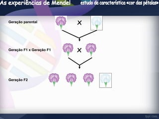 Geração parental x 
Geração F1 x Geração F1 x 
Geração F2 
 