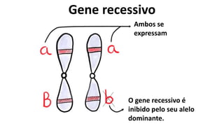 Gene recessivo
Ambos se
expressam
O gene recessivo é
inibido pelo seu alelo
dominante.
 