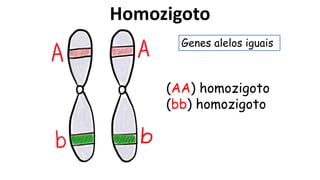 Homozigoto
(AA) homozigoto
(bb) homozigoto
Genes alelos iguais
 
