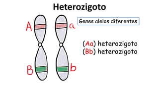 Heterozigoto
(Aa) heterozigoto
(Bb) heterozigoto
Genes alelos diferentes
 