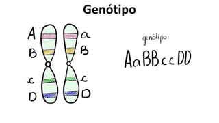 Genótipo
 