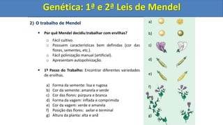 2) O trabalho de Mendel
 Por quê Mendel decidiu trabalhar com ervilhas?
o Fácil cultivo.
o Possuem características bem definidas (cor das
flores, sementes, etc.).
o Fácil polinização manual (artificial).
o Apresentam autopolinização.
 1º Passo do Trabalho: Encontrar diferentes variedades
de ervilhas.
a) Forma da semente: lisa e rugosa
b) Cor da semente: amarela e verde
c) Cor das flores: púrpura e branca
d) Forma da vagem: inflada e comprimida
e) Cor da vagem: verde e amarela
f) Posição das flores: axilar e terminal
g) Altura da planta: alta e anã
Genética: 1ª e 2ª Leis de Mendel
a)
b)
c)
d)
e)
f)
g)
Genética: 1ª e 2ª Leis de Mendel
 