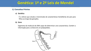 1) Conceitos Prévios
a) Genética
É a ciência que estuda a transmissão de características hereditárias de pais para
filhos ao longo das gerações.
b) Gene
Segmento da molécula de DNA capaz de determinar uma característica. Contém a
informação para a síntese de um polipeptídeo.
Genética: 1ª e 2ª Leis de Mendel
Genética: 1ª e 2ª Leis de Mendel
Genética: 1ª e 2ª Leis de Mendel
 