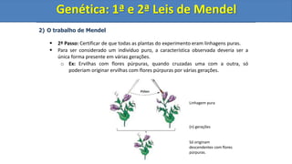 2) O trabalho de Mendel
 2º Passo: Certificar de que todas as plantas do experimento eram linhagens puras.
 Para ser considerado um indivíduo puro, a característica observada deveria ser a
única forma presente em várias gerações.
o Ex: Ervilhas com flores púrpuras, quando cruzadas uma com a outra, só
poderiam originar ervilhas com flores púrpuras por várias gerações.
Genética: 1ª e 2ª Leis de Mendel
Linhagem pura
Só originam
descendentes com flores
púrpuras.
(n) gerações
Genética: 1ª e 2ª Leis de Mendel
 
