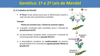 2) O trabalho de Mendel
 3º Passo: Cruzar plantas puras que se diferenciavam quanto a
cada uma das sete características escolhidas.
Exemplo:
Plantas de sementes lisas x Plantas de semente rugosas
a) A geração constituída pelas variedades puras é chamada de
geração parental (P).
b) Os descendentes imediatos desse cruzamento é chamada de
primeira geração híbrida ou geração filial (F1).
c) A descendência resultante da autofecundação da primeira
geração híbrida (F1) é chamada de segunda geração híbrida ou
geração (F2)
Genética: 1ª e 2ª Leis de Mendel
Parental
(P)
lisa rugosa
Geração (F1)
Híbrida
Sementes F2
das plantas F1
Autofecundação
Pólen
Genética: 1ª e 2ª Leis de Mendel
 