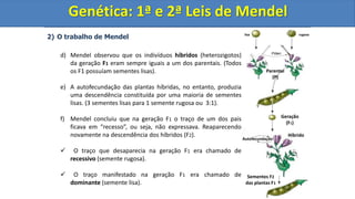 2) O trabalho de Mendel
d) Mendel observou que os indivíduos híbridos (heterozigotos)
da geração F1 eram sempre iguais a um dos parentais. (Todos
os F1 possuíam sementes lisas).
e) A autofecundação das plantas híbridas, no entanto, produzia
uma descendência constituída por uma maioria de sementes
lisas. (3 sementes lisas para 1 semente rugosa ou 3:1).
f) Mendel concluiu que na geração F1 o traço de um dos pais
ficava em “recesso”, ou seja, não expressava. Reaparecendo
novamente na descendência dos híbridos (F2).
 O traço que desaparecia na geração F1 era chamado de
recessivo (semente rugosa).
 O traço manifestado na geração F1 era chamado de
dominante (semente lisa).
Genética: 1ª e 2ª Leis de Mendel
Parental
(P)
lisa rugosa
Geração
(F1)
Sementes F2
das plantas F1
Autofecundação
Híbrido
Pólen
Genética: 1ª e 2ª Leis de Mendel
 