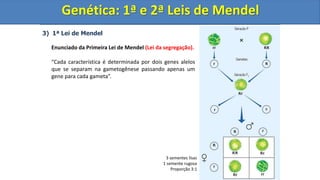 3) 1ª Lei de Mendel
Enunciado da Primeira Lei de Mendel (Lei da segregação).
“Cada característica é determinada por dois genes alelos
que se separam na gametogênese passando apenas um
gene para cada gameta”.
Genética: 1ª e 2ª Leis de Mendel
3 sementes lisas
1 semente rugosa
Proporção 3:1
Genética: 1ª e 2ª Leis de Mendel
 