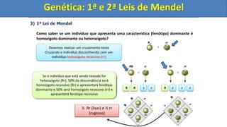 3) 1ª Lei de Mendel
Como saber se um indivíduo que apresenta uma característica (fenótipo) dominante é
homozigoto dominante ou heterozigoto?
Genética: 1ª e 2ª Leis de Mendel
R_ rr
RR rr Rr rr
R
R r r R r r
Rr
Rr
rr
rr
Rr
Rr
Rr
Rr
Se o indivíduo que está sendo testado for
homozigoto dominante (RR) todos os
descendentes (Rr) apresentarão a característica
dominante (sementes lisas)
Todos os descendentes
são Rr (sementes lisas)
Devemos realizar um cruzamento-teste
Cruzando o indivíduo desconhecido com um
indivíduo homozigoto recessivo (rr)
Se o indivíduo que está sendo testado for
heterozigoto (Rr), 50% da descendência será
homozigoto recessivo (Rr) e apresentará fenótipo
dominante e 50% será homozigoto recessivo (rr) e
apresentará fenótipo recessivo
½ Rr (lisas) e ½ rr
(rugosas)
r
Genética: 1ª e 2ª Leis de Mendel
 