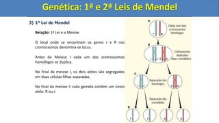 3) 1ª Lei de Mendel
Relação: 1ª Lei e a Meiose
O local onde se encontram os genes r e R nos
cromossomos denomina-se locus.
Antes da Meiose I cada um dos cromossomos
homólogos se duplica.
No final da meiose I, os dois alelos são segregados
em duas células filhas separadas.
No final da meiose II cada gameta contém um único
alelo: R ou r.
Genética: 1ª e 2ª Leis de Mendel
Genética: 1ª e 2ª Leis de Mendel
 