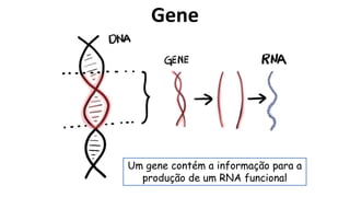Gene
Um gene contém a informação para a
produção de um RNA funcional
 