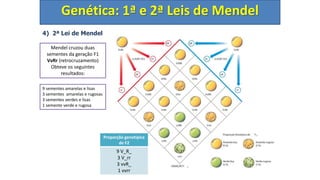 4) 2ª Lei de Mendel
Genética: 1ª e 2ª Leis de Mendel
Mendel cruzou duas
sementes da geração F1
VvRr (retrocruzamento)
Obteve os seguintes
resultados:
Proporção genotípica
de F2
9 V_R_
3 V_rr
3 vvR_
1 vvrr
9 sementes amarelas e lisas
3 sementes amarelas e rugosas
3 sementes verdes e lisas
1 semente verde e rugosa
 