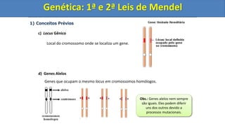 1) Conceitos Prévios
c) Locus Gênico
Local do cromossomo onde se localiza um gene.
d) Genes Alelos
Genes que ocupam o mesmo locus em cromossomos homólogos.
Genética: 1ª e 2ª Leis de Mendel
Obs.: Genes alelos nem sempre
são iguais. Eles podem diferir
uns dos outros devido a
processos mutacionais.
Genética: 1ª e 2ª Leis de Mendel
Genética: 1ª e 2ª Leis de Mendel
 