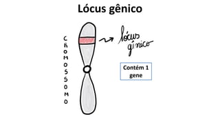 Lócus gênico
Contém 1
gene
 