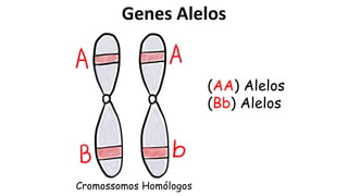 Genes Alelos
(AA) Alelos
(Bb) Alelos
Cromossomos Homólogos
 
