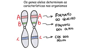 Os genes alelos determinam as
características nos organismos
 