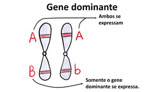 Gene dominante
Ambos se
expressam
Somente o gene
dominante se expressa.
 