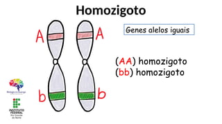 Homozigoto
(AA) homozigoto
(bb) homozigoto
Genes alelos iguais
 