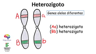 Heterozigoto
(Aa) heterozigoto
(Bb) heterozigoto
Genes alelos diferentes
 
