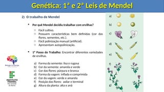 2) O trabalho de Mendel
 Por quê Mendel decidiu trabalhar com ervilhas?
o Fácil cultivo.
o Possuem características bem definidas (cor das
flores, sementes, etc.).
o Fácil polinização manual (artificial).
o Apresentam autopolinização.
 1º Passo do Trabalho: Encontrar diferentes variedades
de ervilhas.
a) Forma da semente: lisa e rugosa
b) Cor da semente: amarela e verde
c) Cor das flores: púrpura e branca
d) Forma da vagem: inflada e comprimida
e) Cor da vagem: verde e amarela
f) Posição das flores: axilar e terminal
g) Altura da planta: alta e anã
Genética: 1ª e 2ª Leis de Mendel
Genética: 1ª e 2ª Leis de Mendel
a)
b)
c)
d)
e)
f)
g)
Genética: 1ª e 2ª Leis de Mendel
Genética: 1ª e 2ª Leis de Mendel
 