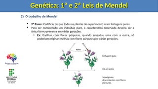 2) O trabalho de Mendel
 2º Passo: Certificar de que todas as plantas do experimento eram linhagens puras.
 Para ser considerado um indivíduo puro, a característica observada deveria ser a
única forma presente em várias gerações.
o Ex: Ervilhas com flores púrpuras, quando cruzadas uma com a outra, só
poderiam originar ervilhas com flores púrpuras por várias gerações.
Genética: 1ª e 2ª Leis de Mendel
Genética: 1ª e 2ª Leis de Mendel
Linhagem pura
Só originam
descendentes com flores
púrpuras.
(n) gerações
Genética: 1ª e 2ª Leis de Mendel
Genética: 1ª e 2ª Leis de Mendel
 