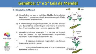2) O trabalho de Mendel
d) Mendel observou que os indivíduos híbridos (heterozigotos)
da geração F1 eram sempre iguais a um dos parentais. (Todos
os F1 possuíam sementes lisas).
e) A autofecundação das plantas híbridas, no entanto, produzia
uma descendência constituída por uma maioria de sementes
lisas. (3 sementes lisas para 1 semente rugosa ou 3:1).
f) Mendel concluiu que na geração F1 o traço de um dos pais
ficava em “recesso”, ou seja, não expressava. Reaparecendo
novamente na descendência dos híbridos (F2).
 O traço que desaparecia na geração F1 era chamado
de recessivo (semente rugosa).
 O traço manifestado na geração F1 era chamado de
dominante (semente lisa).
Genética: 1ª e 2ª Leis de Mendel
Genética: 1ª e 2ª Leis de Mendel
Parental
(P)
lisa rugosa
Geração
(F1)
Sementes F2
das plantas F1
Autofecundação
Híbrido
Pólen
Genética: 1ª e 2ª Leis de Mendel
Genética: 1ª e 2ª Leis de Mendel
 