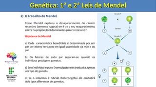 2) O trabalho de Mendel
Como Mendel explicou o desaparecimento do caráter
recessivo (semente rugosa) em F1 e o seu reaparecimento
em F2 na proporção 3 dominantes para 1 recessivo?
Hipóteses de Mendel
a) Cada característica hereditária é determinada por um
par de fatores herdados em igual quantidade da mãe e do
pai.
b) Os fatores de cada par separam-se quando os
indivíduos produzem gametas.
c) Se o indivíduo é puro (homozigoto) ele produzirá apenas
um tipo de gameta.
d) Se o indivíduo é hibrido (heterozigoto) ele produzirá
dois tipos diferentes de gametas.
Genética: 1ª e 2ª Leis de Mendel
Genética: 1ª e 2ª Leis de Mendel
Genética: 1ª e 2ª Leis de Mendel
Genética: 1ª e 2ª Leis de Mendel
 
