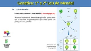 3) 1ª Lei de Mendel
Enunciado da Primeira Lei de Mendel (Lei da segregação).
“Cada característica é determinada por dois genes alelos
que se separam na gametogênese passando apenas um
gene para cada gameta”.
Genética: 1ª e 2ª Leis de Mendel
Genética: 1ª e 2ª Leis de Mendel
3 sementes lisas
1 semente rugosa
Proporção 3:1
Genética: 1ª e 2ª Leis de Mendel
Genética: 1ª e 2ª Leis de Mendel
 