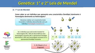 3) 1ª Lei de Mendel
Como saber se um indivíduo que apresenta uma característica (fenótipo) dominante é
homozigoto dominante ou heterozigoto?
Genética: 1ª e 2ª Leis de Mendel
Genética: 1ª e 2ª Leis de Mendel
R_ rr
RR rr Rr rr
r
r
R
r
r
r
R
R r r R r r
Rr
Rr
rr
rr
Rr
Rr
Rr
R
R
Rr
Se o indivíduo que está sendo testado for
homozigoto dominante (RR) todos os
descendentes (Rr) apresentarão a característica
dominante (sementes lisas)
Todos os descendentes
são Rr (sementes lisas)
Devemos realizar um cruzamento-teste
Cruzando o indivíduo desconhecido com um
indivíduo homozigoto recessivo (rr)
Se o indivíduo que está sendo testado for
heterozigoto (Rr), 50% da descendência será
homozigoto recessivo (Rr) e apresentará fenótipo
dominante e 50% será homozigoto recessivo (rr) e
apresentará fenótipo recessivo
½ Rr (lisas) e ½ rr
(rugosas)
r
Genética: 1ª e 2ª Leis de Mendel
Genética: 1ª e 2ª Leis de Mendel
 