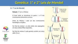 3) 1ª Lei de Mendel
Relação: 1ª Lei e a Meiose
O local onde se encontram os genes r e R nos
cromossomos denomina-se locus.
Antes da Meiose I cada um dos cromossomos
homólogos se duplica.
No final da meiose I, os dois alelos são segregados
em duas células filhas separadas.
No final da meiose II cada gameta contém um único
alelo: R ou r.
Genética: 1ª e 2ª Leis de Mendel
Genética: 1ª e 2ª Leis de Mendel
Genética: 1ª e 2ª Leis de Mendel
Genética: 1ª e 2ª Leis de Mendel
 
