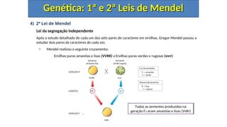 4) 2ª Lei de Mendel
Lei da segregação independente
Após o estudo detalhado de cada um dos sete pares de caracteres em ervilhas, Gregor Mendel passou a
estudar dois pares de caracteres de cada vez.
o Mendel realizou o seguinte cruzamento:
Ervilhas puras amarelas e lisas (VVRR) x Ervilhas puras verdes e rugosas (vvrr)
Genética: 1ª e 2ª Leis de Mendel
Genética: 1ª e 2ª Leis de Mendel
Todas as sementes produzidas na
geração F1 eram amarelas e lisas (VvRr)
 