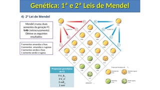 4) 2ª Lei de Mendel
Genética: 1ª e 2ª Leis de Mendel
Genética: 1ª e 2ª Leis de Mendel
Mendel cruzou duas
sementes da geração F1
VvRr (retrocruzamento)
Obteve os seguintes
resultados:
Proporção genotípica
de F2
9 V_R_
3 V_rr
3 vvR_
1 vvrr
9 sementes amarelas e lisas
3 sementes amarelas e rugosas
3 sementes verdes e lisas
1 semente verde e rugosa
 