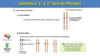 1) Conceitos Prévios
c) Locus Gênico
Local do cromossomo onde se localiza um gene.
d) Genes Alelos
Genes que ocupam o mesmo locus em cromossomos homólogos.
Genética: 1ª e 2ª Leis de Mendel
Genética: 1ª e 2ª Leis de Mendel
Obs.: Genes alelos nem sempre
são iguais. Eles podem diferir
uns dos outros devido a
processos mutacionais.
Genética: 1ª e 2ª Leis de Mendel
Genética: 1ª e 2ª Leis de Mendel
Genética: 1ª e 2ª Leis de Mendel
Genética: 1ª e 2ª Leis de Mendel
 