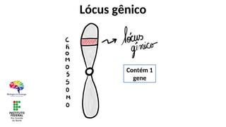 Lócus gênico
Contém 1
gene
 