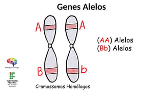 Genes Alelos
(AA) Alelos
(Bb) Alelos
Cromossomos Homólogos
 