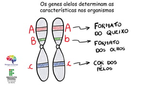 Os genes alelos determinam as
características nos organismos
 