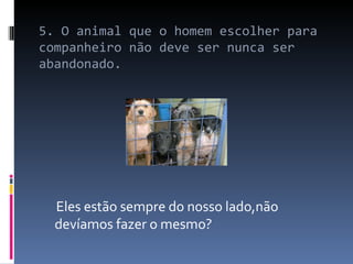 5. O animal que o homem escolher para companheiro não deve ser nunca ser abandonado.  Eles estão sempre do nosso lado,não devíamos fazer o mesmo? 