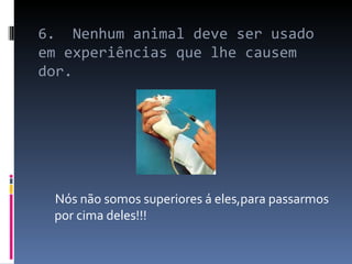 6.  Nenhum animal deve ser usado em experiências que lhe causem dor.  Nós não somos superiores á eles,para passarmos por cima deles!!! 