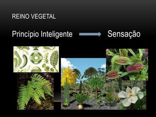REINO VEGETAL
Princípio Inteligente Sensação
 