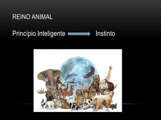 REINO ANIMAL
Princípio Inteligente Instinto
 