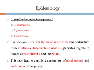 Epidemiology
 L. braziliensis complex is composed of:
 L. braziliensis.
 L. panamensis.
 L. peruvania.
 L.b.braziliensis causes the most sever form and destructive
form of Muco-cutaneous leishmanaisis, parasites migrate to
tissues of nasopharynx and the palate.
 This may lead to complete destruction of nasal septum and
perforation of the palate.
 